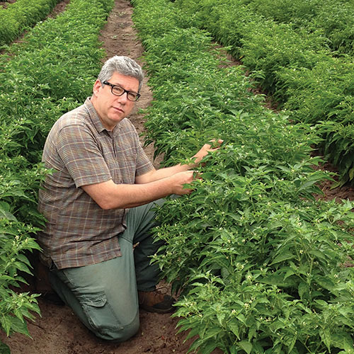 照片:吉姆·西蒙在非洲食用茄属植物(茄属植物spp),一个受欢迎的绿叶蔬菜的营养价值很高。