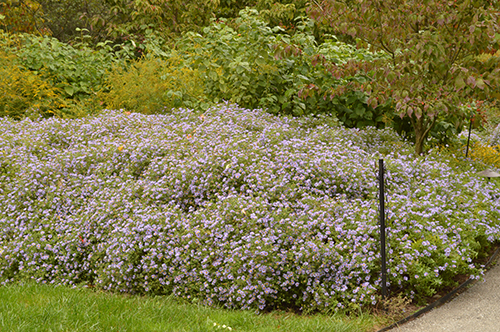 紫菀- 10月的合生植物。