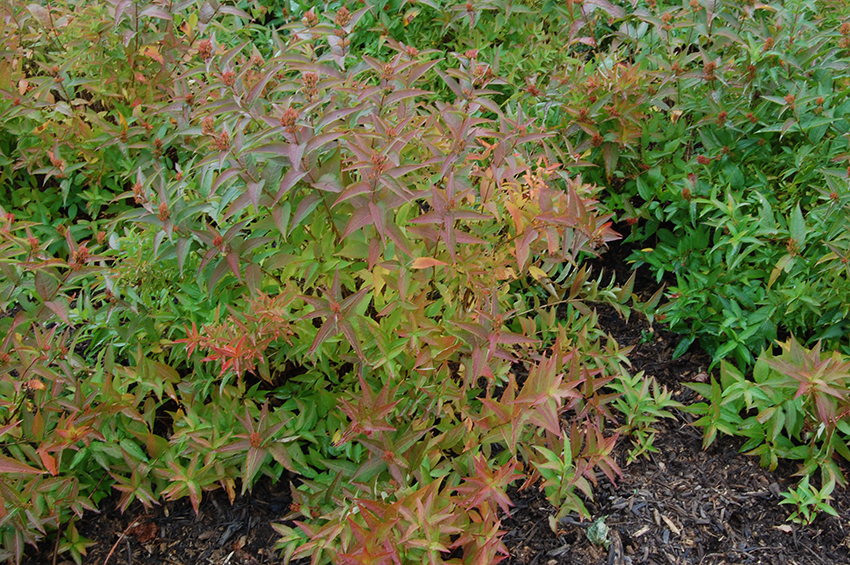 Diervilla sessilifolia“蝴蝶”秋天的颜色。