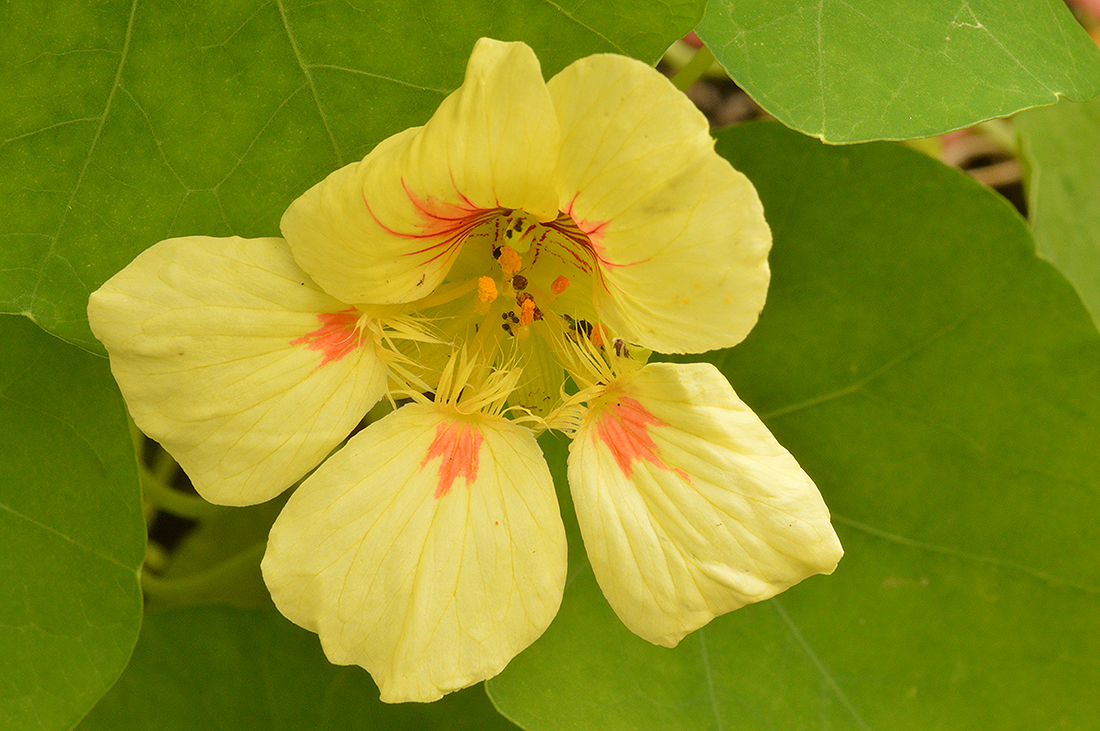 Tropaeolum -黄色的花。