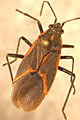 一个Boxelder Bug的照片。