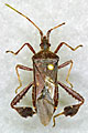 西方针叶树种子Bug的照片。