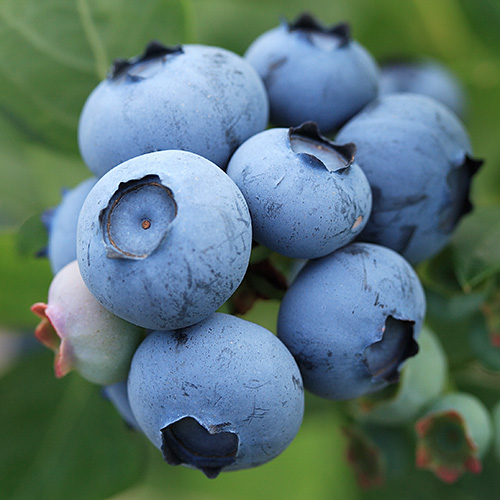 照片:蓝莓。
