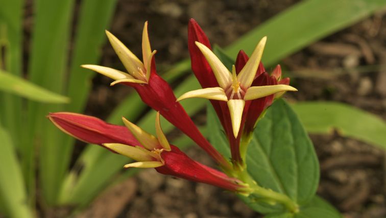 本月工厂的照片:Spigelia marilandica-a植物,热带风格