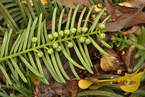 仙客来hederifolium 2020年12月12日。