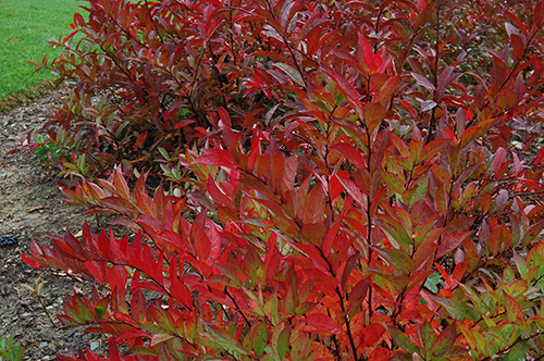 植物在秋天的颜色。