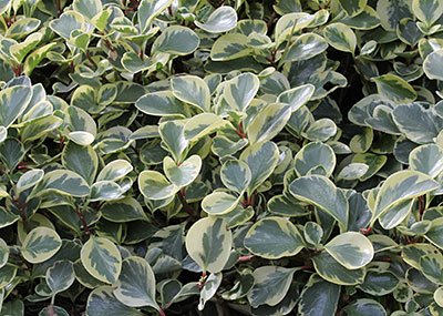 豆瓣绿属obtusifolia“Variegata”。