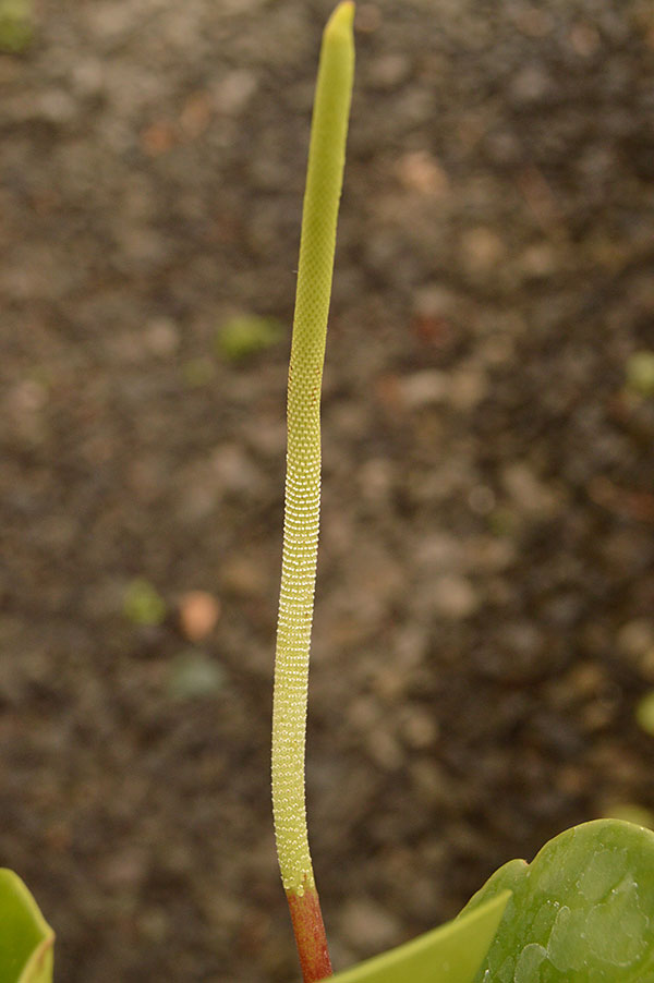 豆瓣绿属obtusifolia花. .