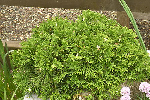 金钟柏occidentalis“苔藓”。