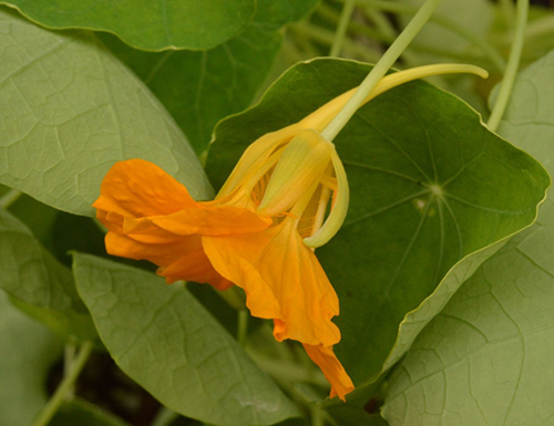 金莲花属植物majus——橙色的花。